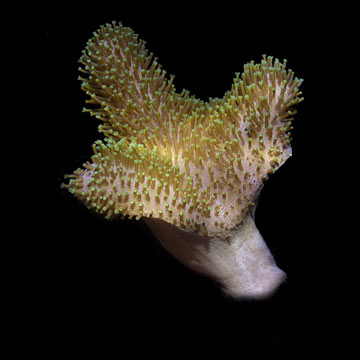 Green Polyp Leather, Aquacultured ORA®