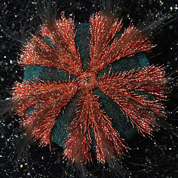 Tuxedo Urchin