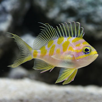 Blotched Anthias