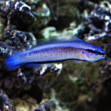 Indigo Dottyback, Captive-Bred