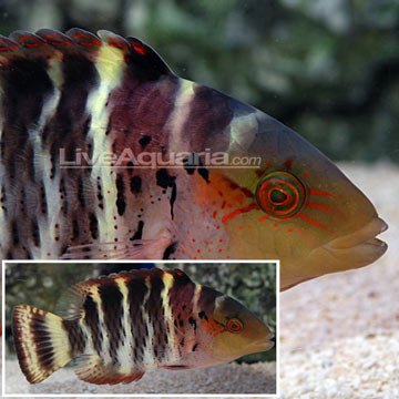 Red Breast Wrasse