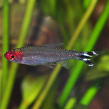 Brilliant Rummynose Tetra - Captive-Bred