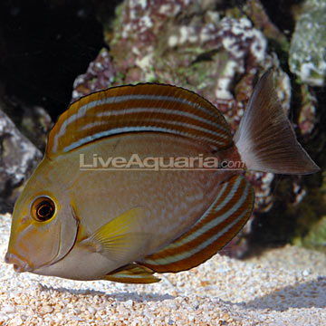 Yellowfin Tang