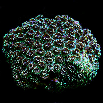 Tooth Coral