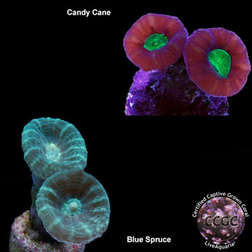 Caulastrea Coral, Aquacultured