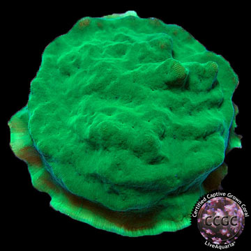 LiveAquaria® CCGC Aquacultured Forest Green Psammacora Coral