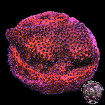 Reverse Superman Montipora Coral, Aquacultured