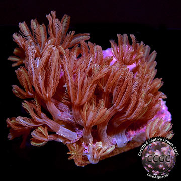 LiveAquaria® CCGC Aquacultured Glove Polyp Coral