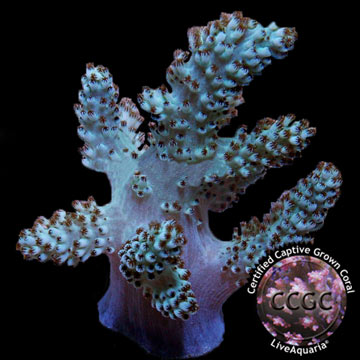 LiveAquaria&reg; CCGC Aquacultured Neon Pineapple Tree Coral