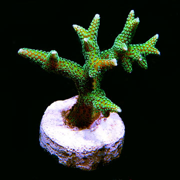Enchanted Forest Green Birdsnest Coral, Aquacultured