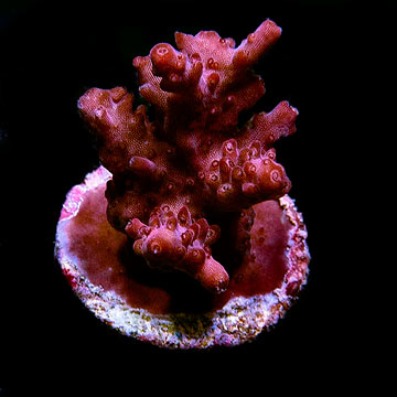 Original Red Shortcake Coral, Aquacultured