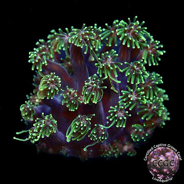 LiveAquaria&reg; CCGC Aquacultured Green Long Polyp Galaxea Coral