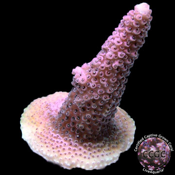 LiveAquaria&reg; CCGC Aquacultured Rusty Pink Milleopra Coral