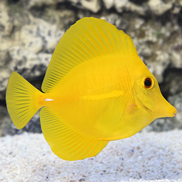 Yellow Tang, Hawaii