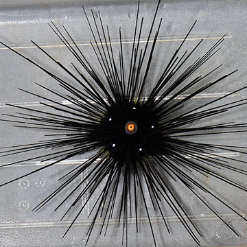 Longspine Urchin, Black