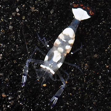 White Spot Anemone Shrimp