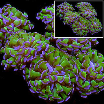 Hammer Coral, Branching
