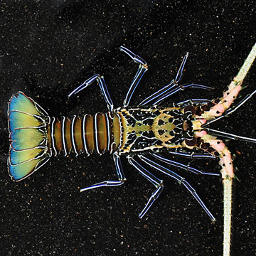 Spiny Lobster, Blue