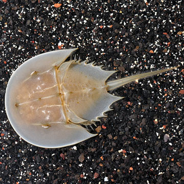 Horseshoe Crab