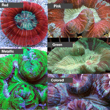 Brain Coral, Trachyphyllia