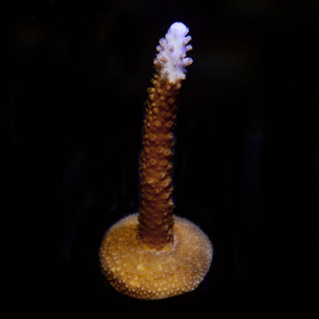Stuber Acropora Coral, Aquacultured ORA®