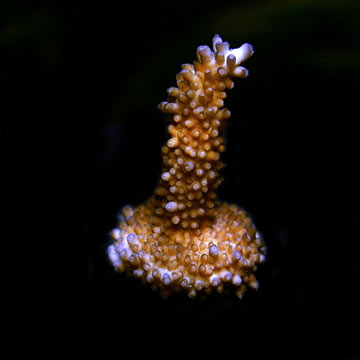 Miami Orchid Coral, Aquacultured ORA®