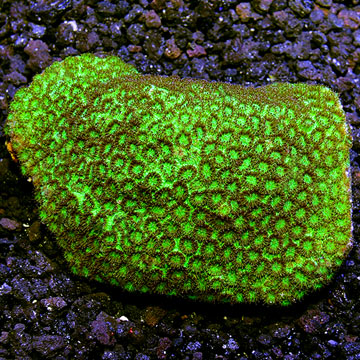 Australian Brain Coral, Versiopora Pineapple