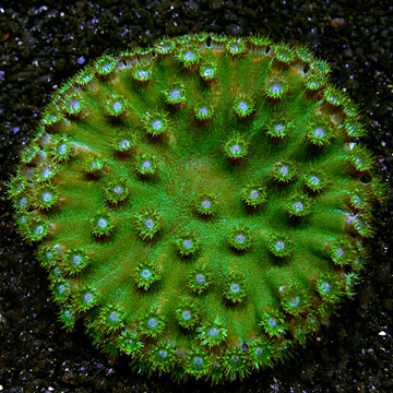 Cup Coral, Pagoda 