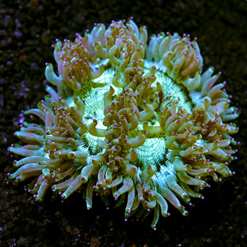 Elegance Coral