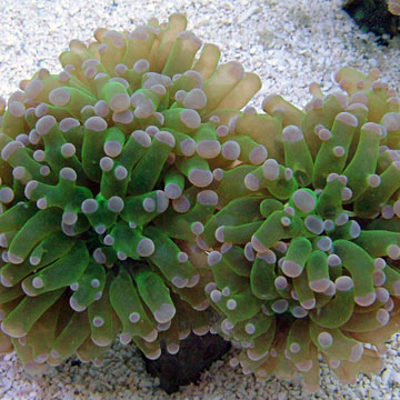Frogspawn Coral, Thin Branched