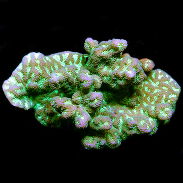 Merulina Coral