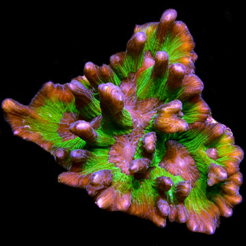 Spiny Cup Pectinia Coral