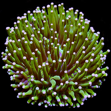 Plate Coral, Long Tentacle