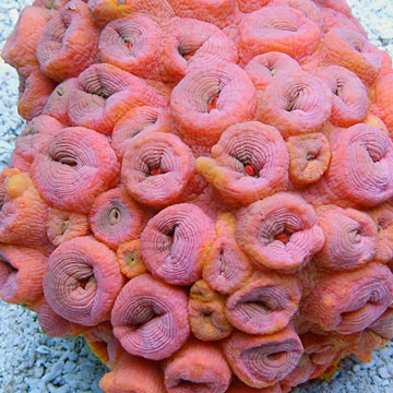 Tube Coral, Orange