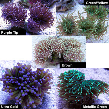 metallic gold torch coral