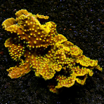 Ruffled Ridge Coral