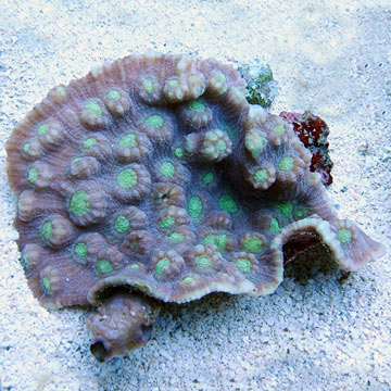 Green Eyed Cup Coral