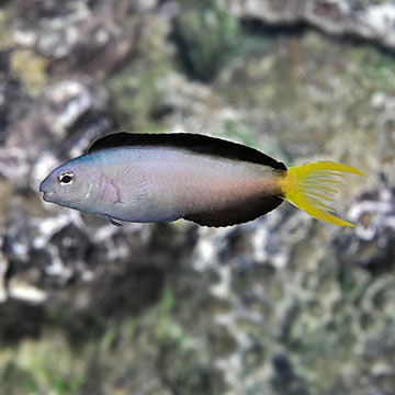 Harptail Blenny, Captive-Bred