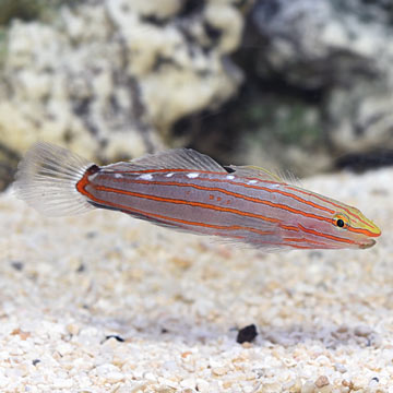 Court Jester Goby