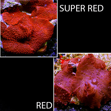 Mushroom Coral, Red