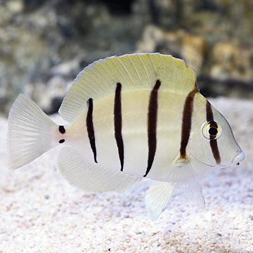 Convict Tang