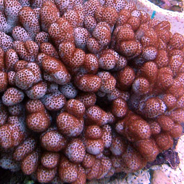 Young Blushing Finger Leather Coral