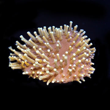 ORA&reg; Aquacultured Long Polyp Leather Coral