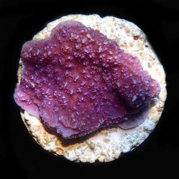 ORA® Aquacultured Purple Montipora Capricornis Coral
