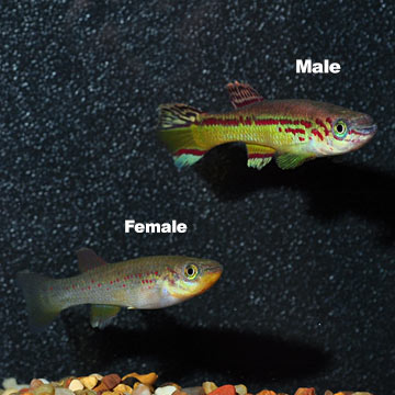 Amiet's Lyretail Killifish