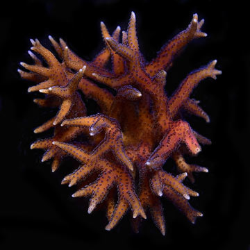 Pink Birdsnest Coral, Aquacultured ORA®