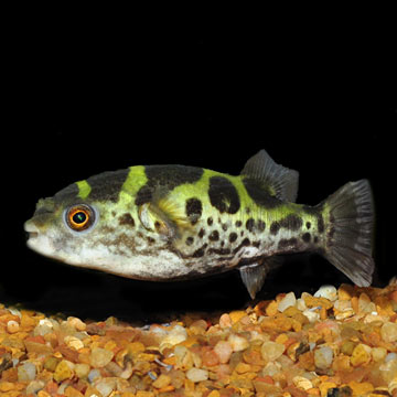 Topaz Puffer