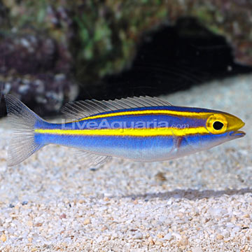 Small Toothed Whiptail