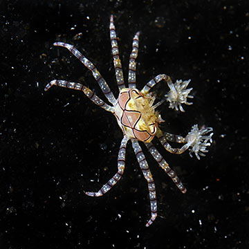 Pom Pom Crab