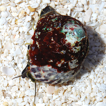 Banded Trochus Snail